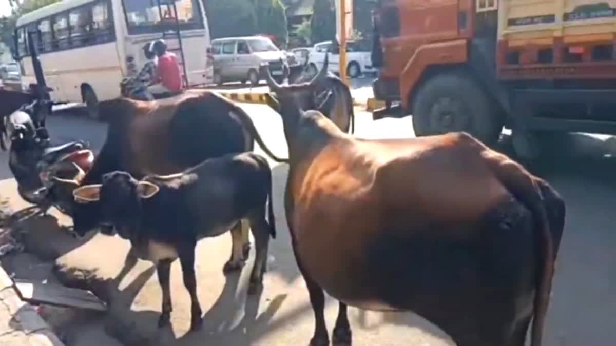 People are troubled by stray animals in Haldwani