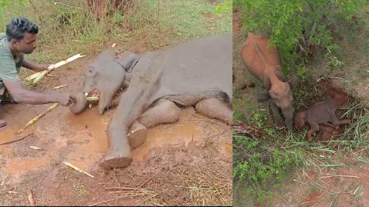 ಮರಿಯಾನೆಯನ್ನು ತಾಯಿ ಮಡಿಲು ಸೇರಿಸಿದ ಅರಣ್ಯ ಇಲಾಖೆ ಸಿಬ್ಬಂದಿ