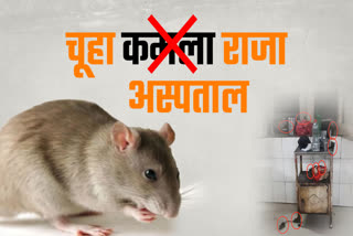 Kamla Raja became Hospital of Rats