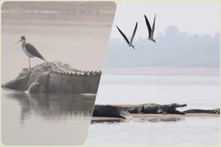 CROCODILE BREEDING IN CHAMBAL RIVER