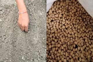 SOYBEAN SOWING GERMINATION METHOD