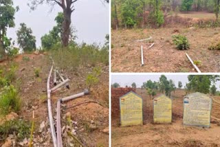 COCONUT PLANTS DRIED UP