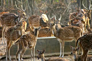 Deer Park in Malda