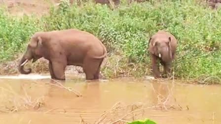 ELEPHANTS IN MARWAHI