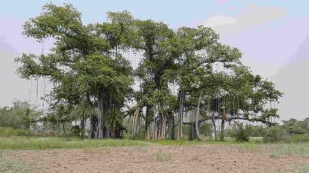 150 Years Old Banyan Tree In Bihar