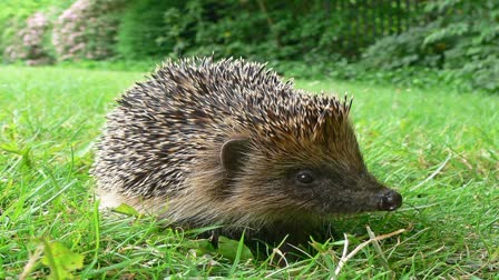 SHIVPURI HEDGEHOG ENTERED IN HOUSE