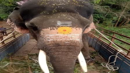 Dasara Elephant Ashwathama Dies