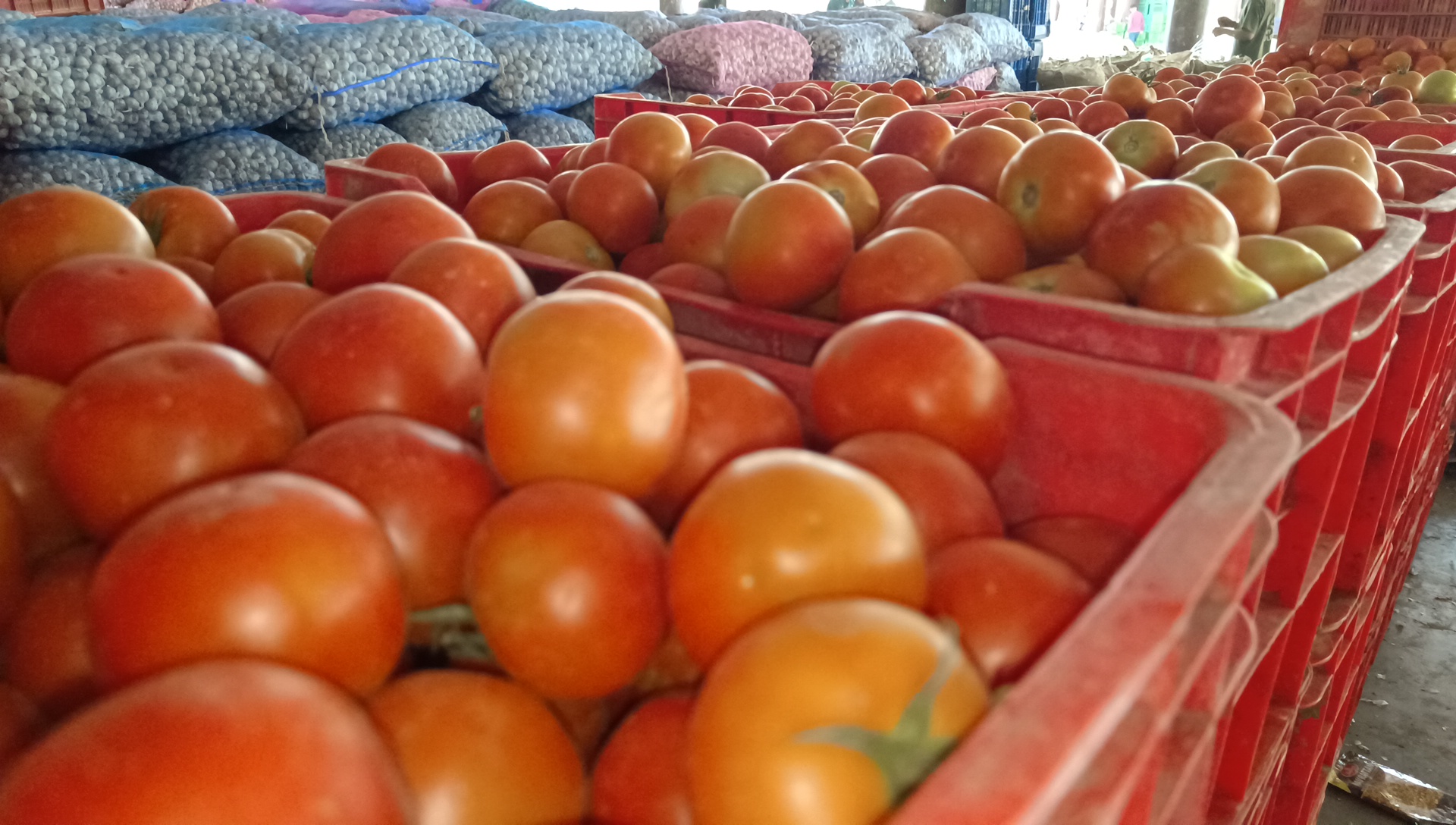 Himachal Tomato Price Recession