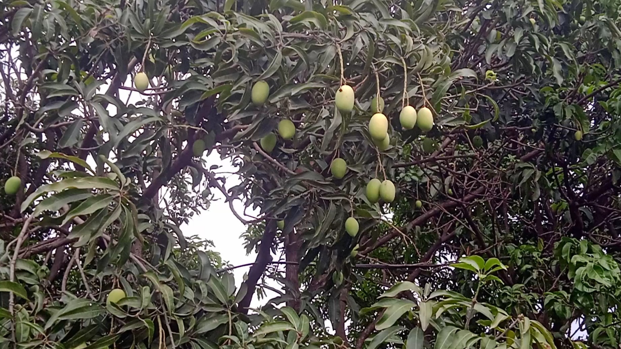 MANGO FARMER AAKASH CHAURASIA SAGAR