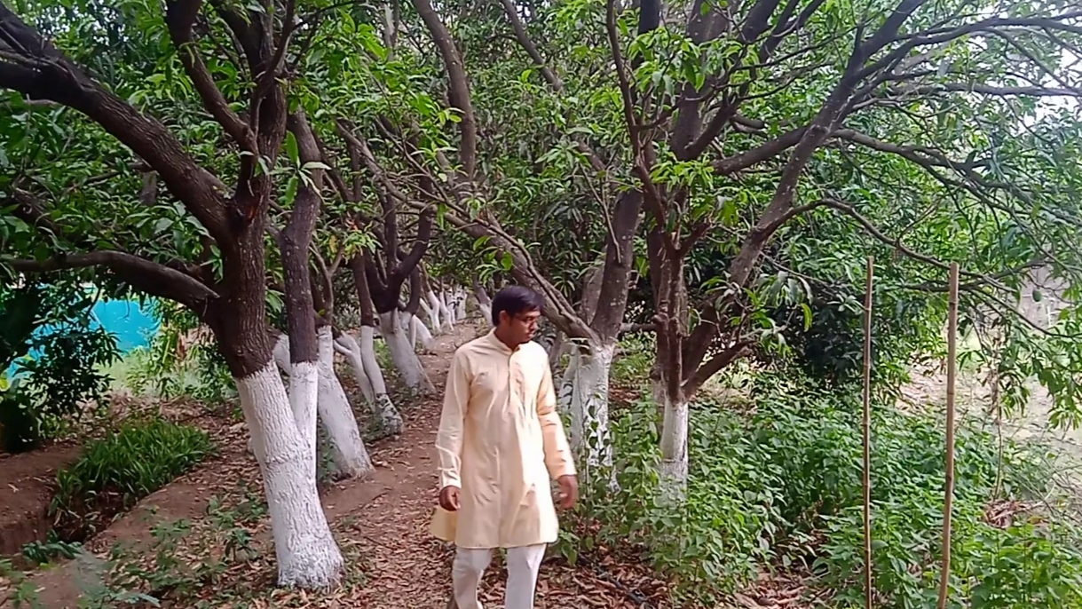 Sagar Kapuria Village Mango Garden