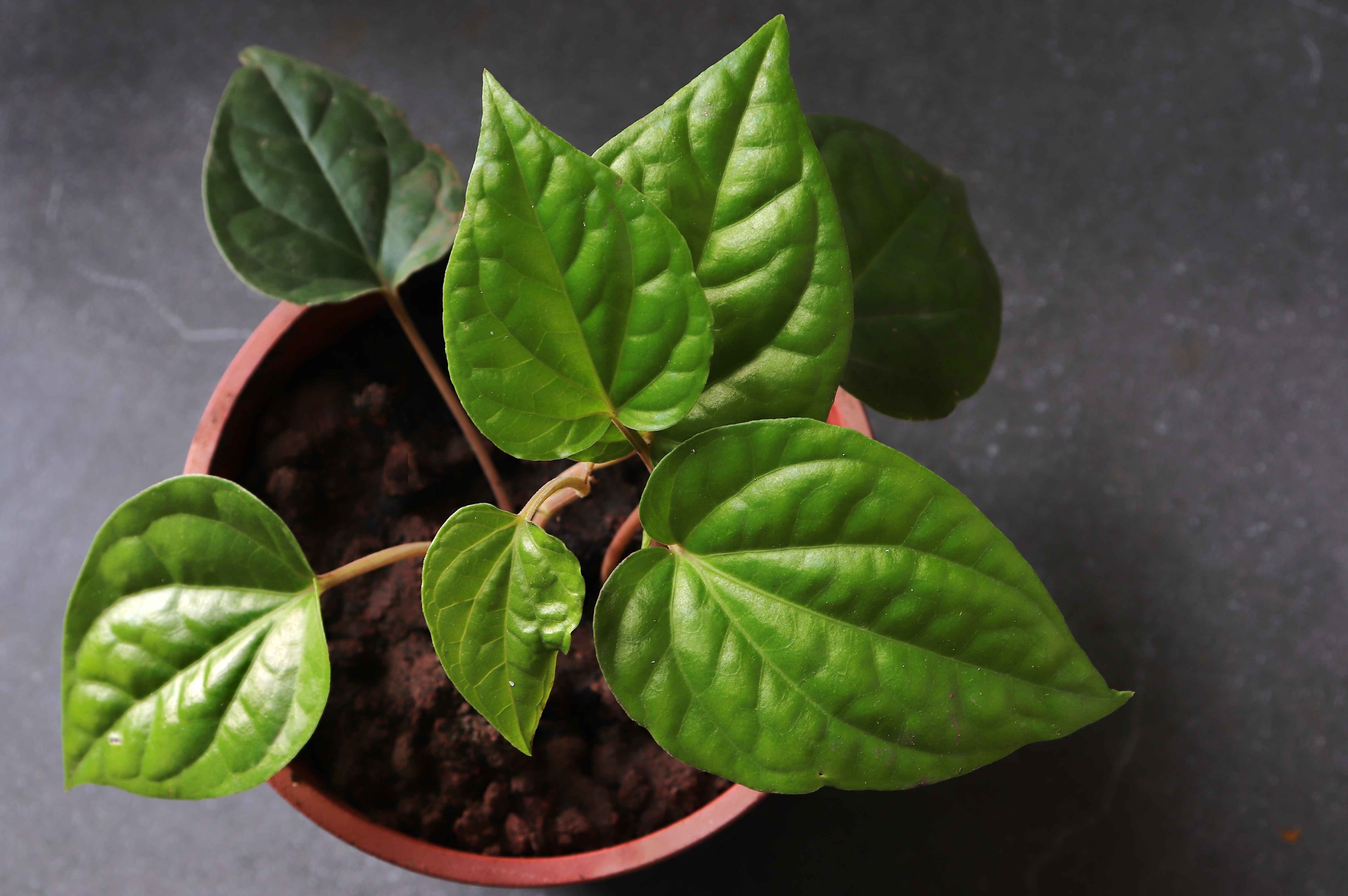 Can diabetic patients eat paan? Why is it advised to chew it for only 10 minutes after eating?