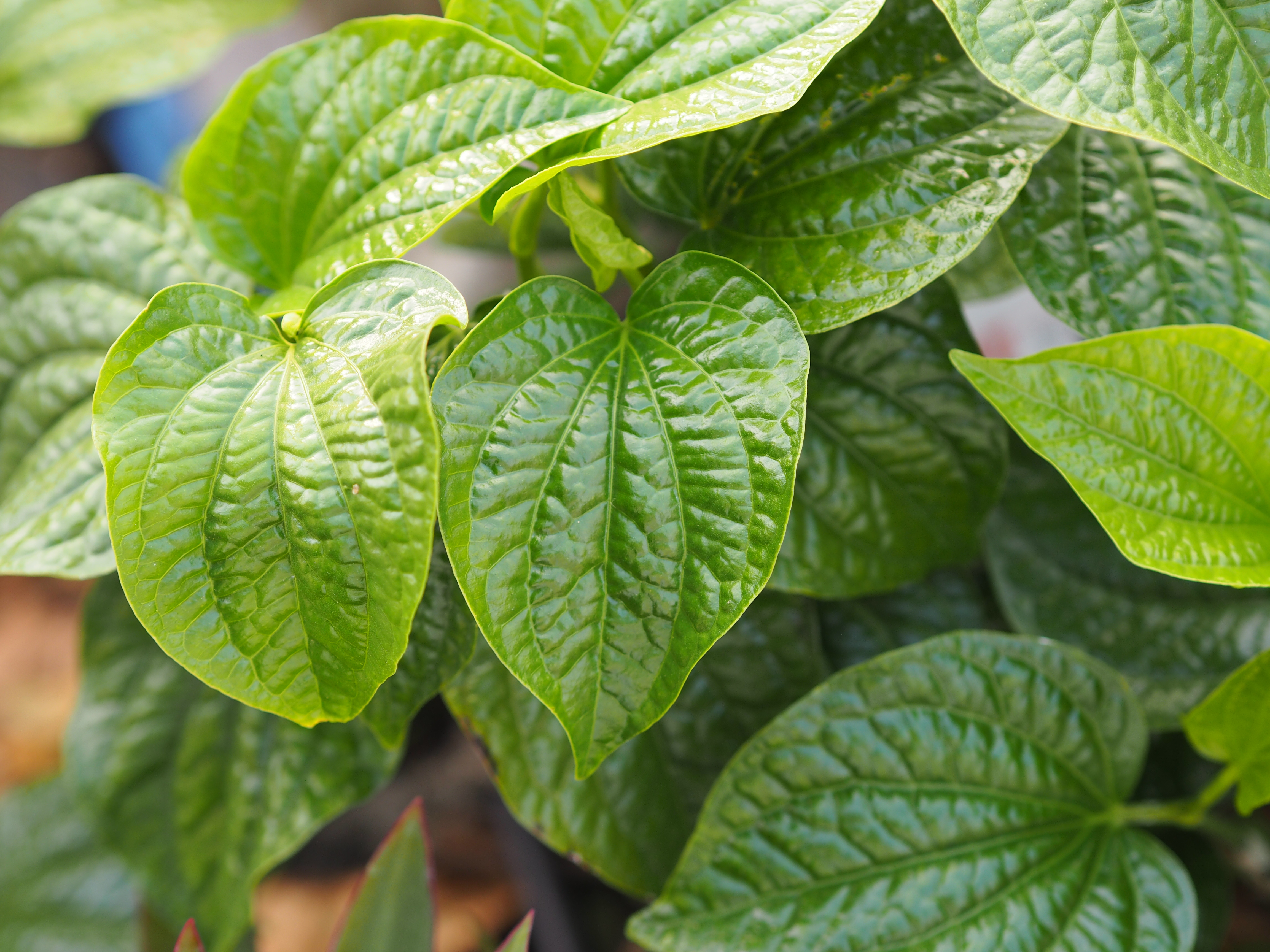 Can diabetic patients eat paan? Why is it advised to chew it for only 10 minutes after eating?