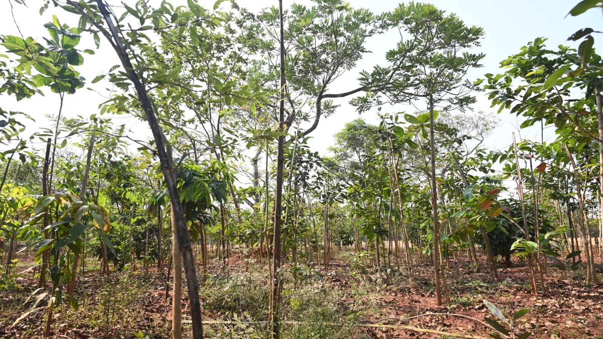 Miyawaki Forests: Bhubaneswar Bets Turning Concrete Into Canopy, Mini Forests The Japanese Way