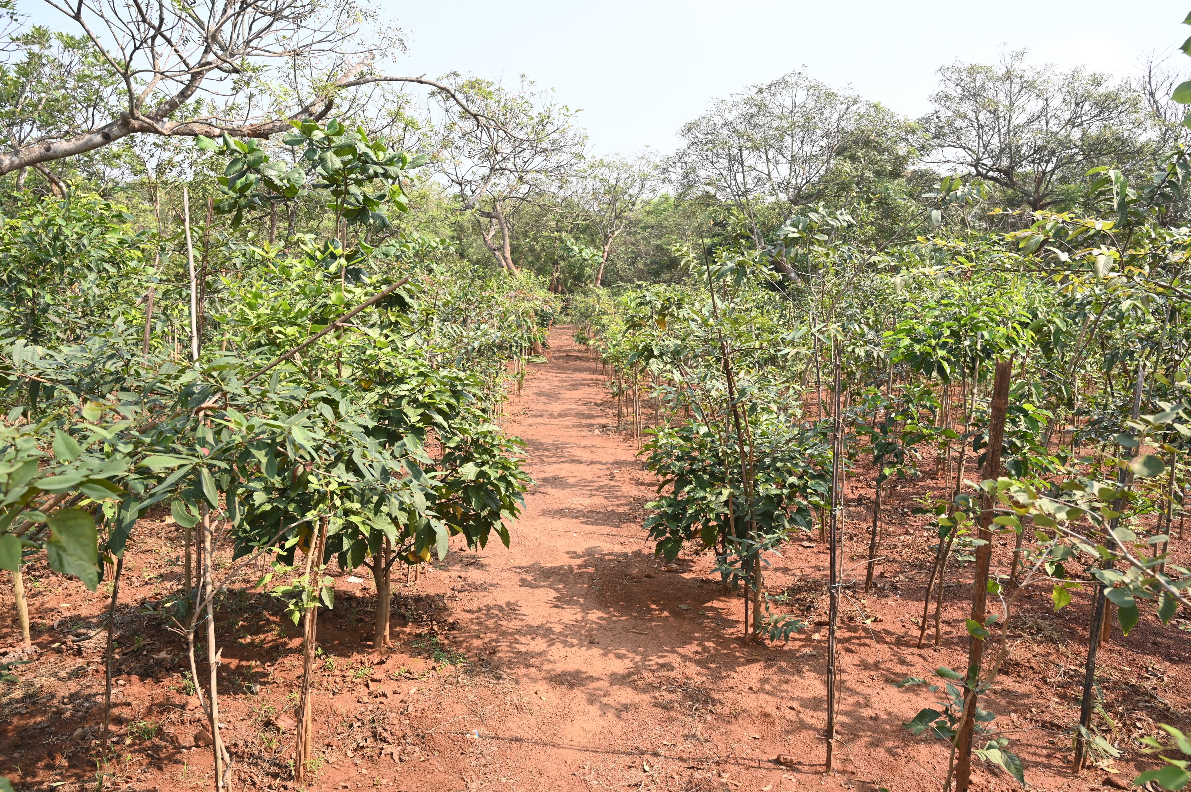 Miyawaki Forests: Bhubaneswar Bets Turning Concrete Into Canopy, Mini Forests The Japanese Way