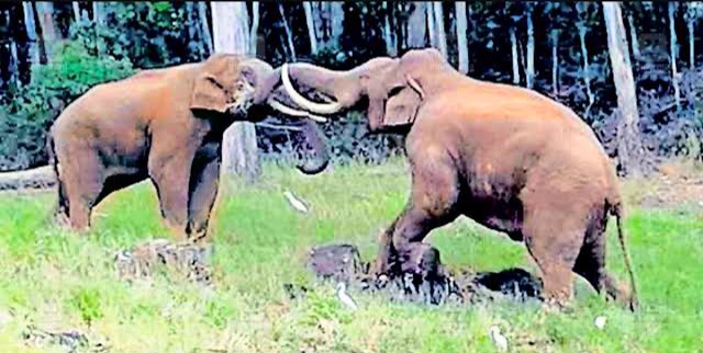 WILD ELEPHANT WILD LIFE ELEPHANT FOREST
