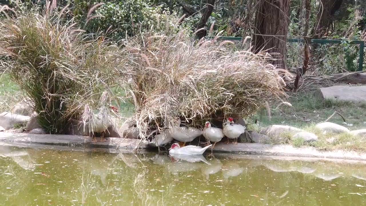 Chandigarh Bird Park