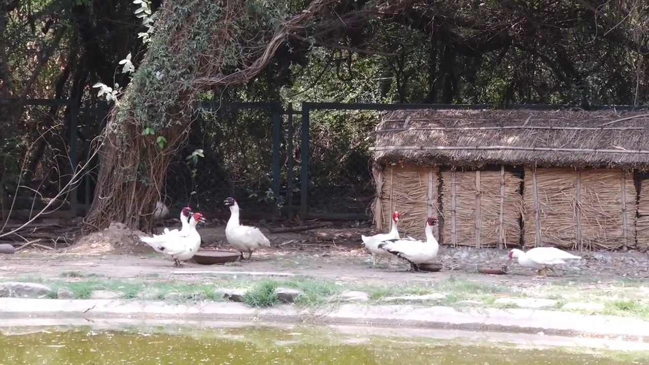 Chandigarh Bird Park