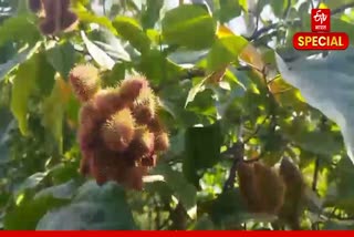 सिंदूर के पौधे की डिमांड
