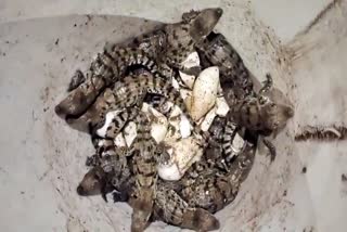 VILLAGERS RESCUED MORE THAN FIFTY BABY CROCODILES IN CHIKOD