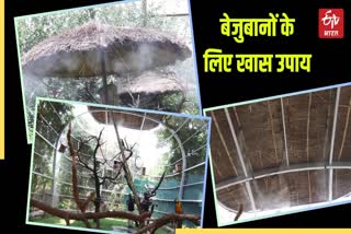 गर्मी में पक्षियों की देखभाल