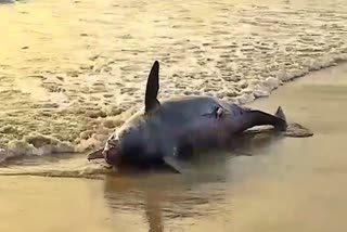 Dead dolphin on the beach