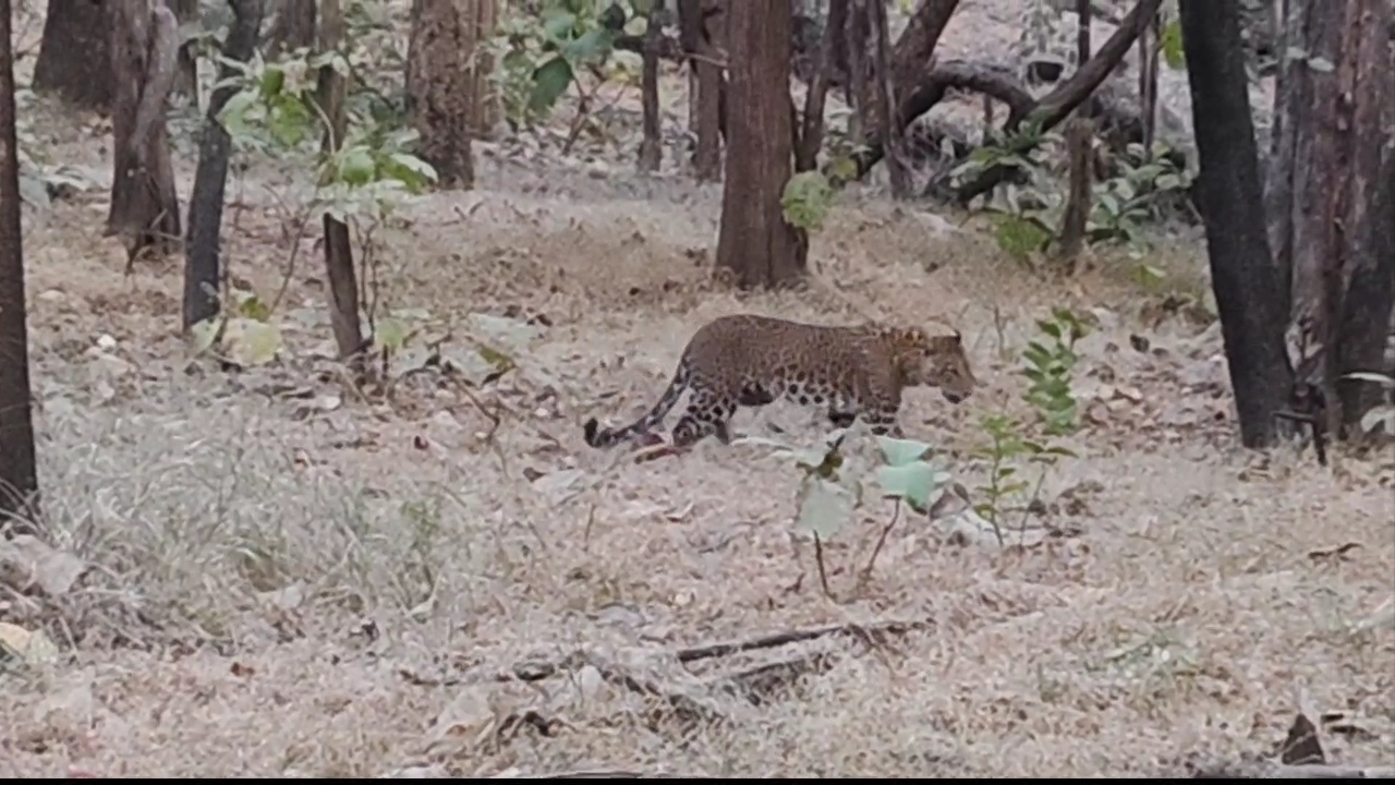 LEOPARDS INCREASING IN PENCH PARK