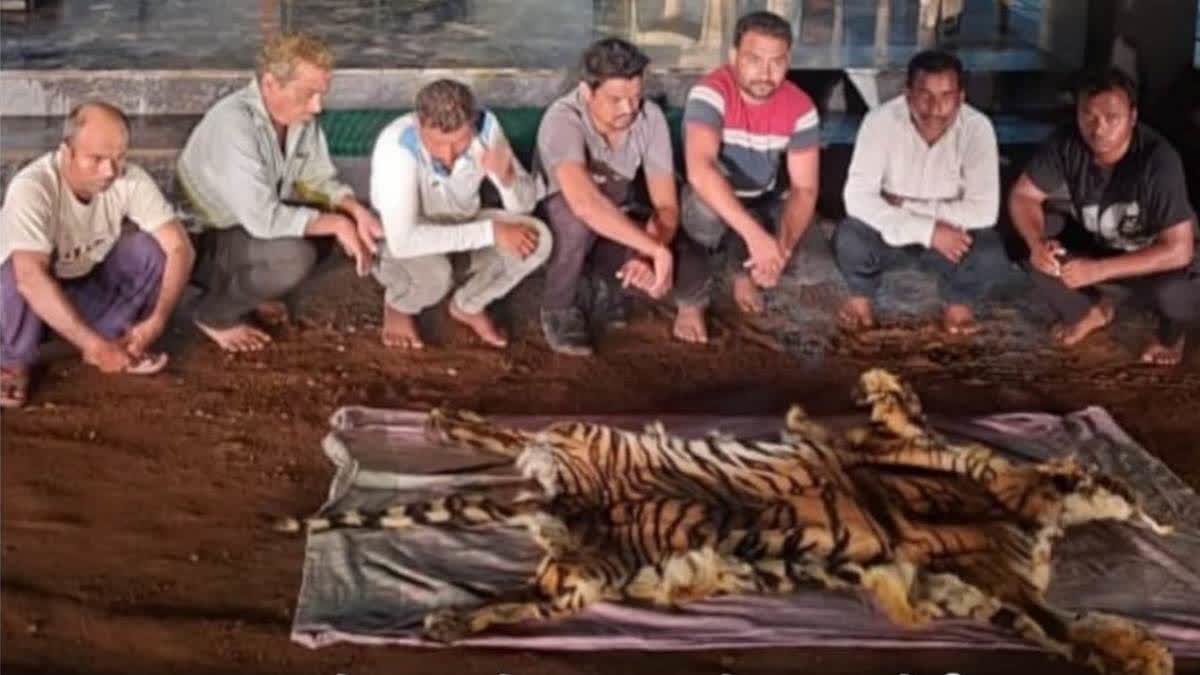 Tiger Poaching Case Gondia