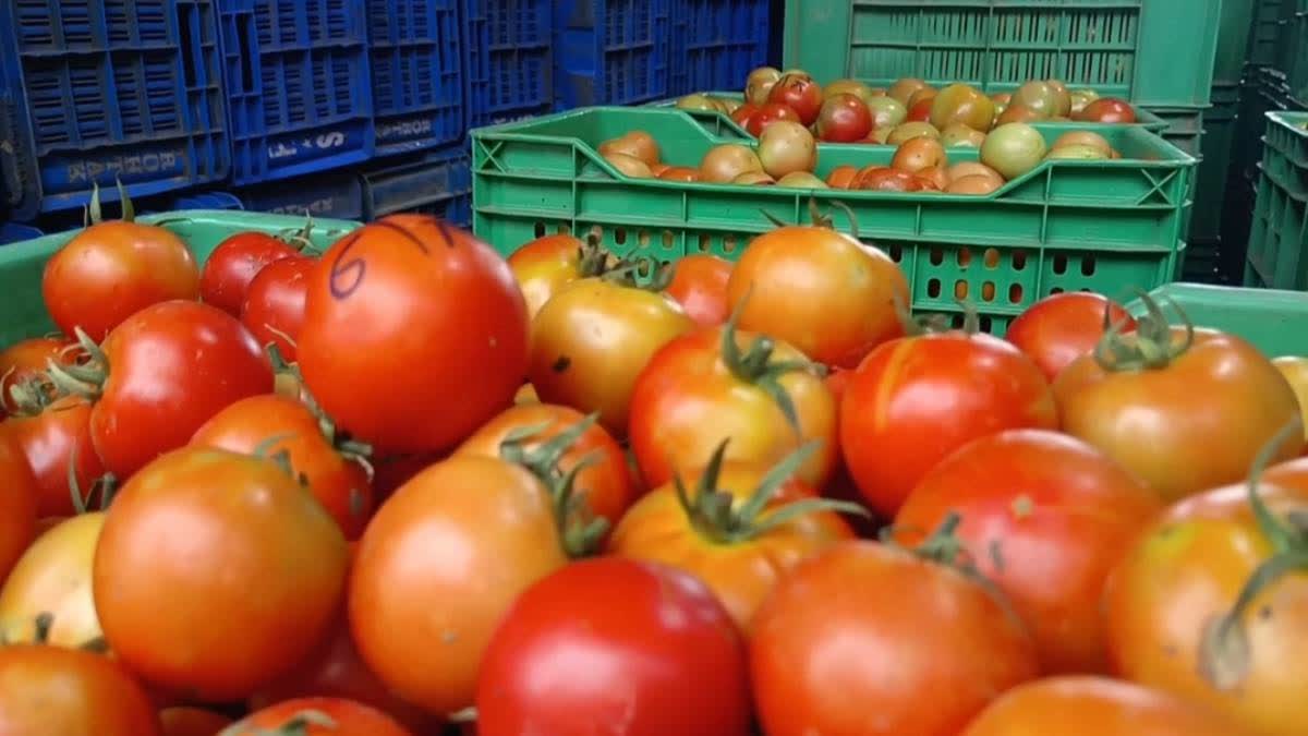 Tomato Price Hike