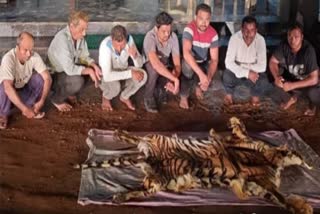 Tiger Poaching Case Gondia