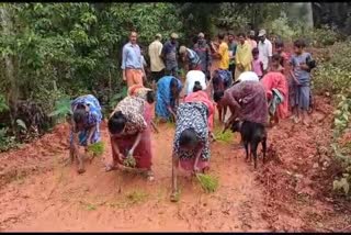 road-damaged-due-to-heavy-rains-women-vented-their-anger-by-planting-paddy