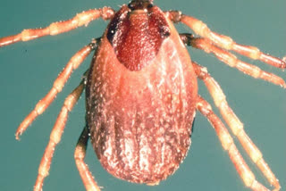 The deadly Crimean-Congo haemorrhagic fever (CCHF) is soon set to spread to the UK, according to a media report.  The disease spread through ticks is rapidly charging towards the UK due to climate change, the Mirror reported.