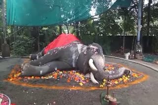 Elephant  shankaramkulangara manikandan  died  festivals in temple  thrissur pooram  pooram  ഉൽസവപറമ്പുകളിലെ ആനചന്തം  ശങ്കരംകുളങ്ങര മണികണ്‌ഠന്‍  പൂരമടക്കം  തൃശൂർ പൂരം  ആന