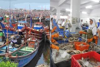 માછલીઓની નિકાસમાં ગુજરાત પ્રથમ નિકાસ થતા ક્ષેત્રોમાં ફિશરીઝ ઉધોગ દસમા ક્રમે