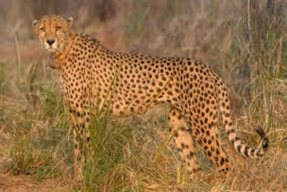 Madhya Pradesh: 2 more cheetahs released in KNP free range, count increases to 12