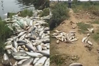 Thug Poisoned The Pond In Nidadavolu