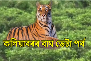 Tiger Trapped by Net at Kaliabor