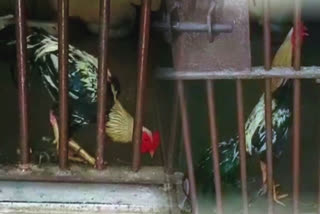 Telangana: Stolen chicken cock in police custody at Jadcherla; served nuts, water
