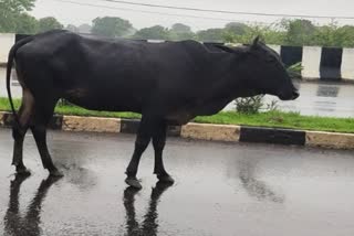 Cows dying on roads