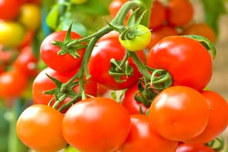 today tomato rate in himachal pradesh