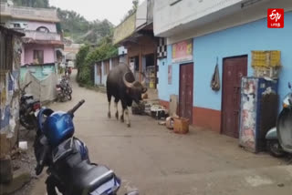 கோத்தகிரியில் உலா வரும் காட்டெருமை