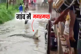 Crocodile Entered in Village
