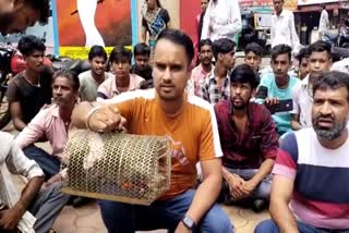 ward people left rats in ashoknagar municipality