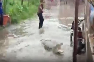 Crocodile enters village through waterlogged road, video goes viral