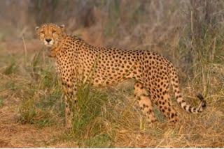Cheetah Death in Kuno