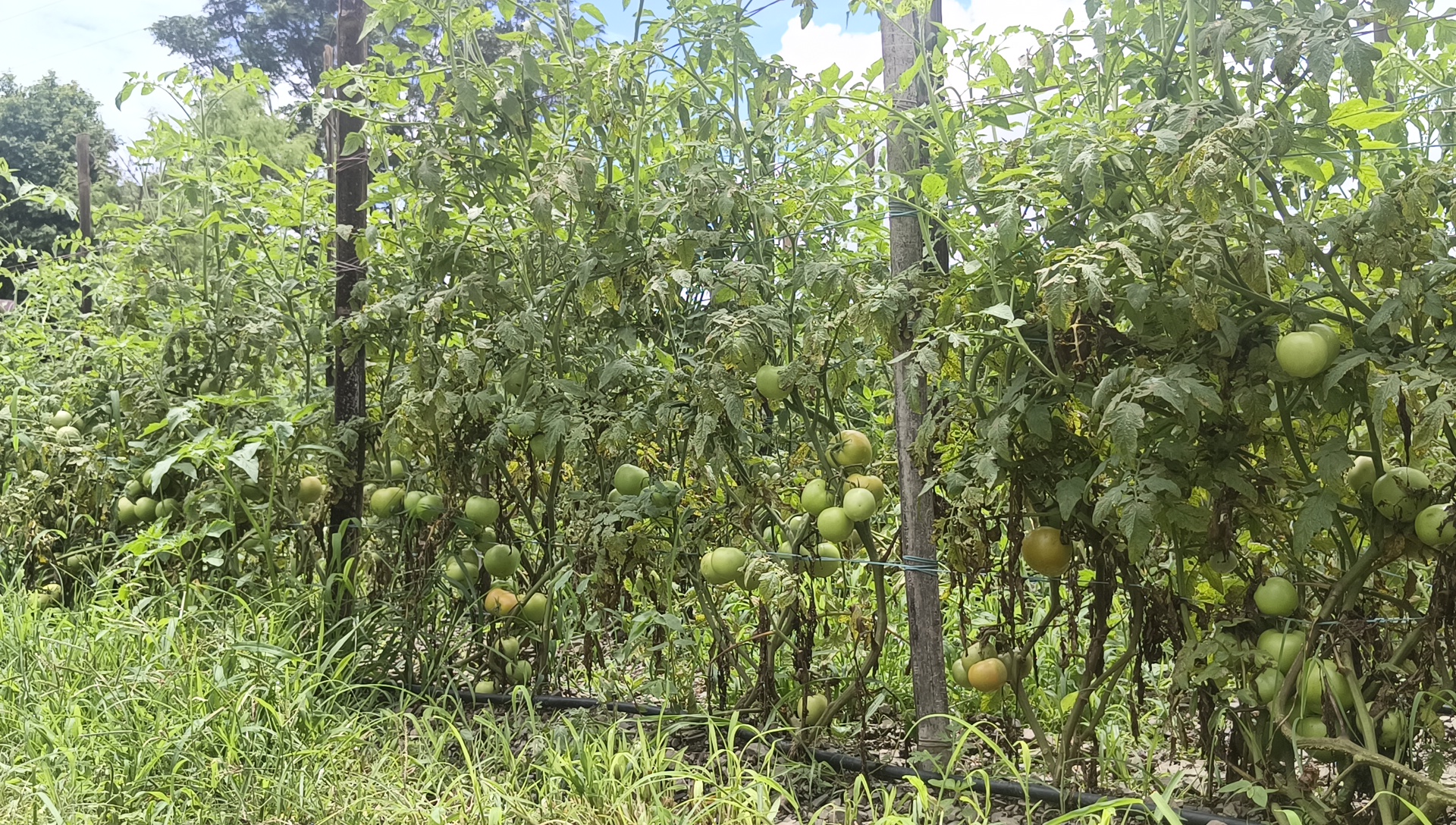 today tomato rate in himachal pradesh