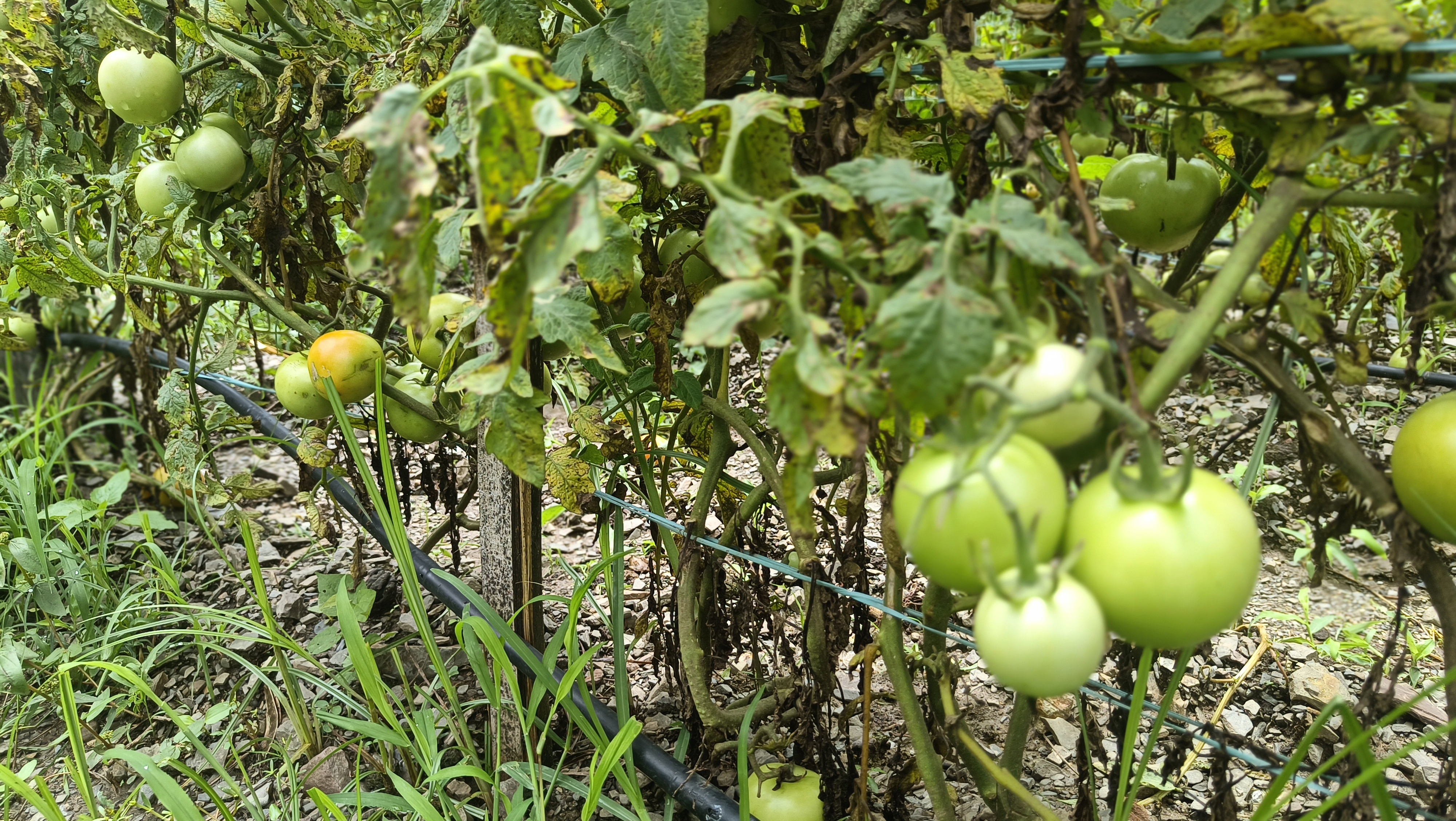 today tomato rate in himachal pradesh