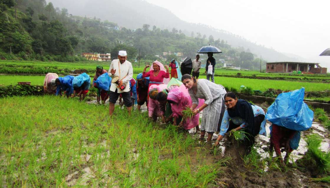 DM Anuradha Pal Planted Paddy Sapling