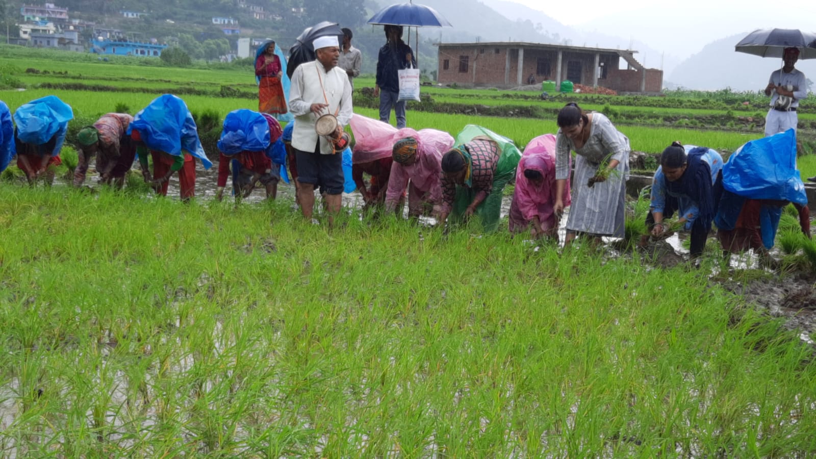 DM Anuradha Pal Planted Paddy Sapling