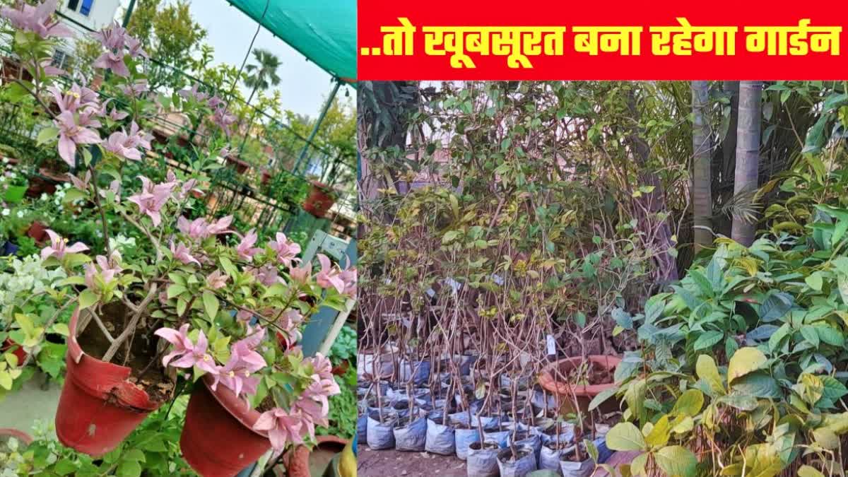 Gardening Tips for Monsoon