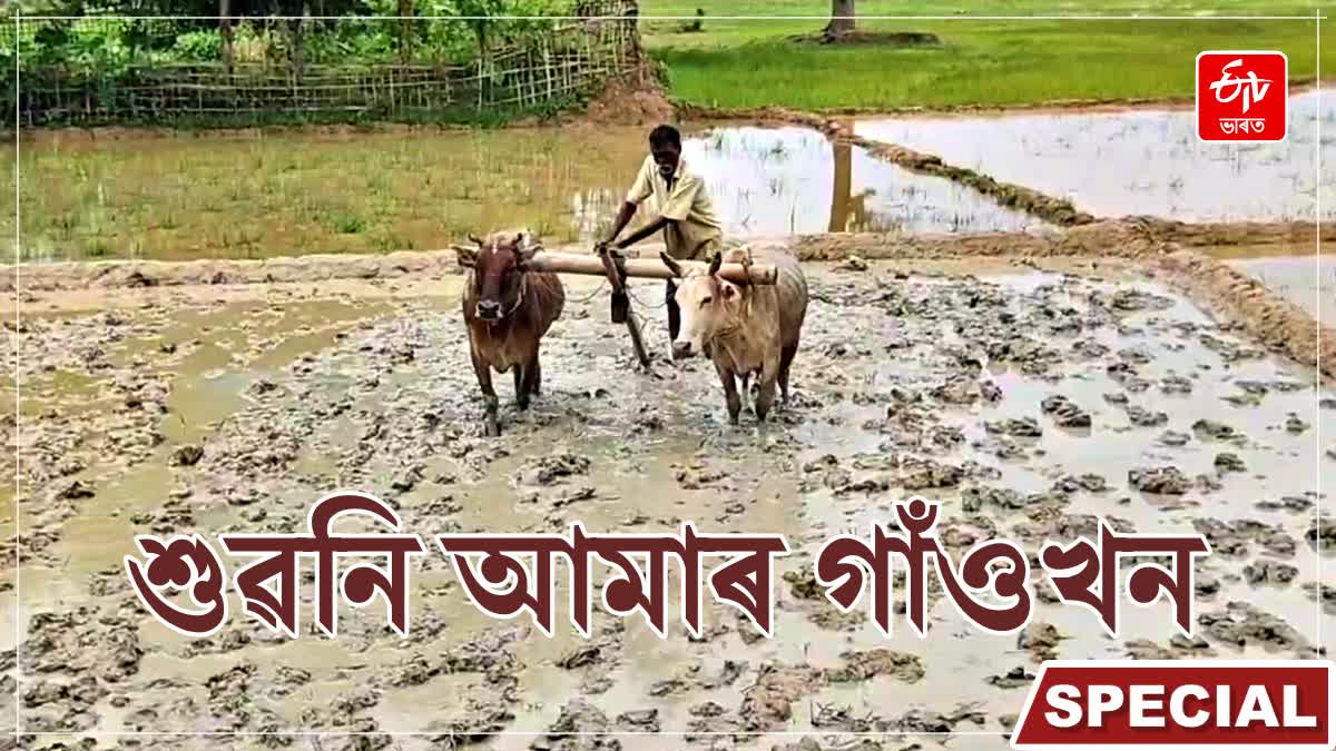 Sivasagar farmers and ploughmans busy in paddy field